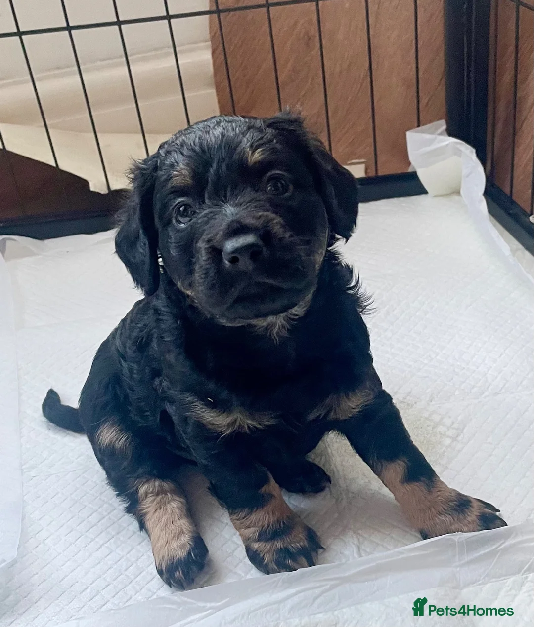 Mixed Breed dogs for sale: Dachshund hybrid puppies 🩷🩵 LAST ONE AVAILABLE  - Advert 1