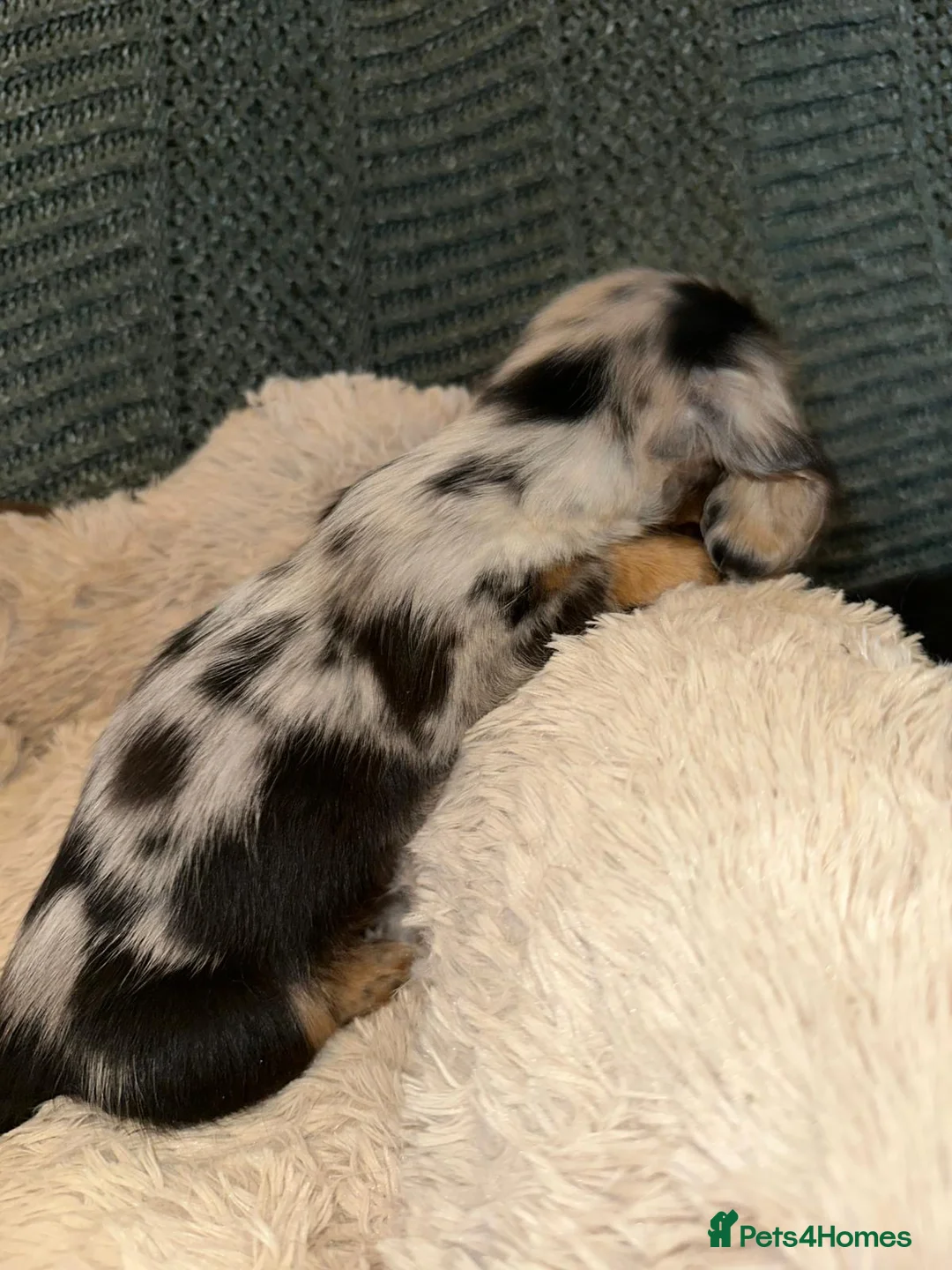 Miniature Dachshund dogs for stud: Chocolate Dapple mini dachshund stud  - Advert 26