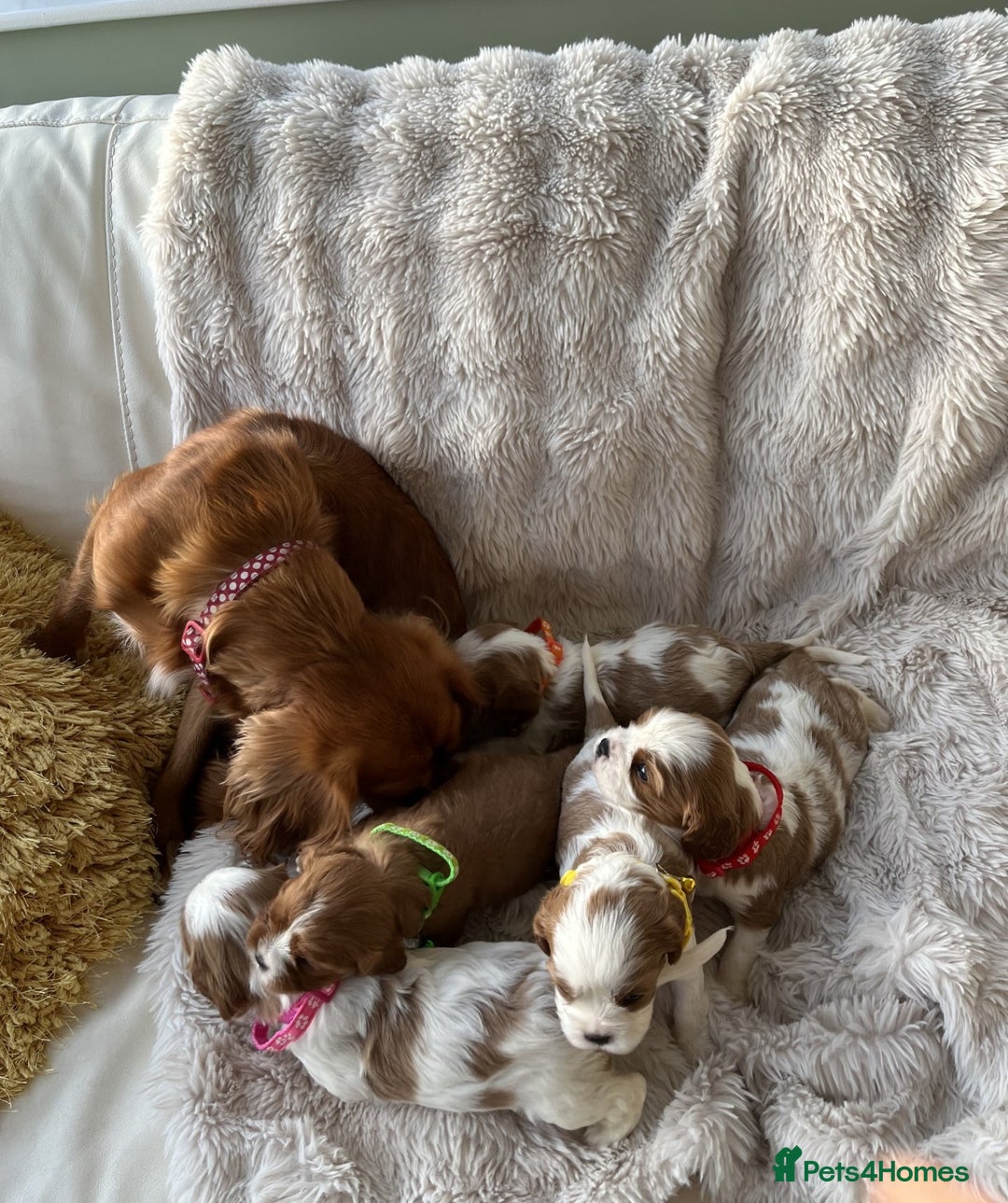 Cavalier King Charles Spaniel dogs for sale: Chocolate Carriers KC Vet Health Checked - Advert 10