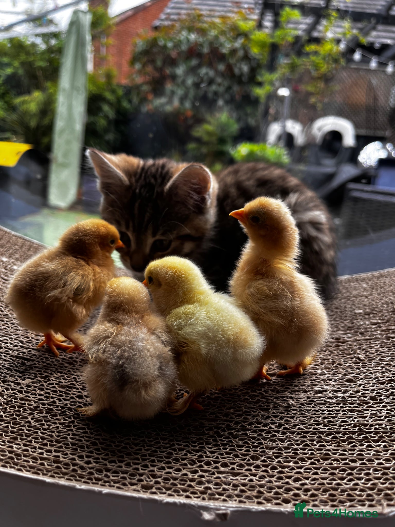 Chickens poultry 💕4 little Pekin Chicks (must go together)💕 - Advert 3