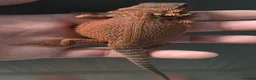 Bearded Dragon reptiles for sale: Red Monster blue bars and Hypos and Trans - Advert 13