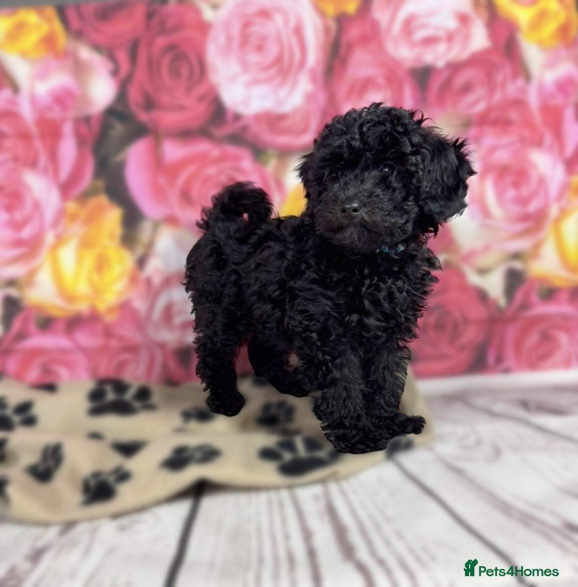 Toy Poodle dogs Gorgeous Pure-Bred Toy Poodle Pups - Advert 11