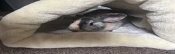 Mini Lop rabbits for sale: Female mini lop - Advert 5