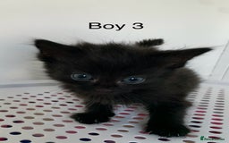Mixed Breed cats for sale: 💚 3 male  💜 2 female  - Image 18