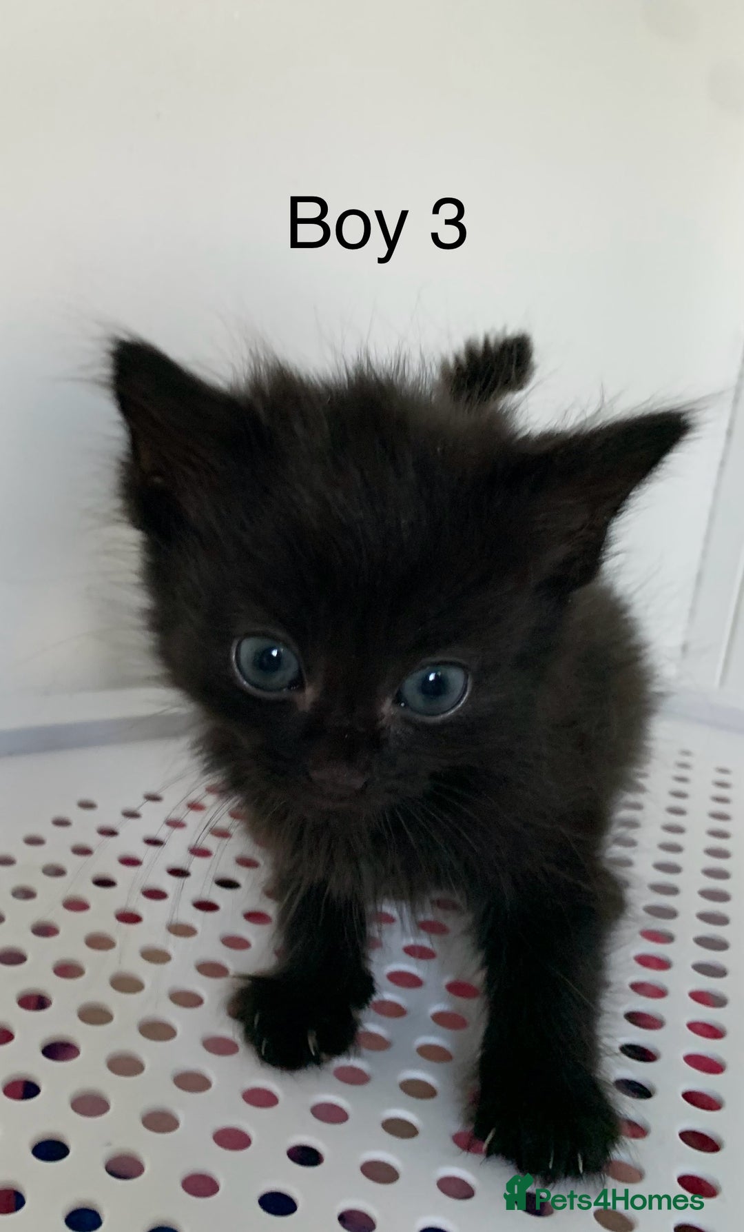 Mixed Breed cats for sale: 💚 3 male  💜 2 female  - Image 18