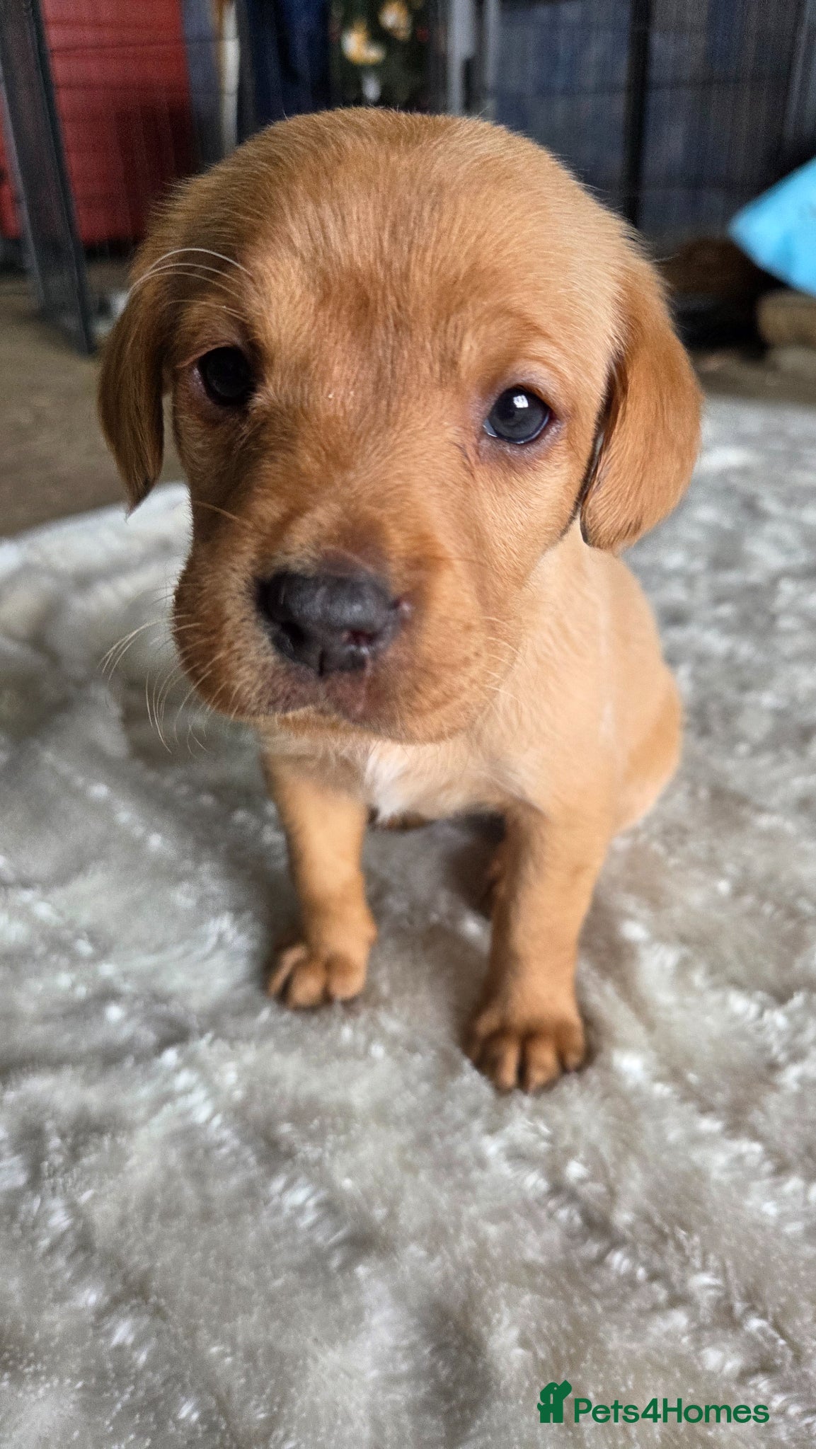 Labrador Retriever dogs 🐶Beautiful Red KC Labradors pups🐶  - Advert 11