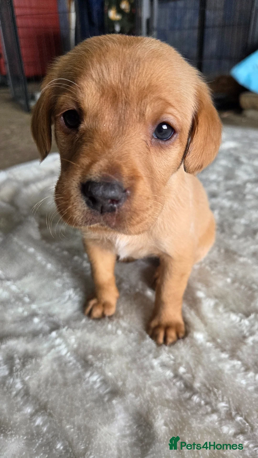 Labrador Retriever dogs for sale: 🐶Beautiful Red KC Labradors pups🐶  - Advert 1