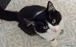 Mixed Breed cats for sale: Cat for sale  - Image 1