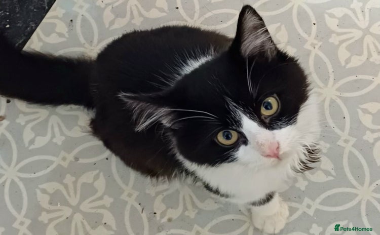 Mixed Breed cats - Advert 5
