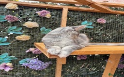 Maine Coon cats for sale: Russian bloodline Maine Coon Kittens 20+Gen! 🏆 - Image 14