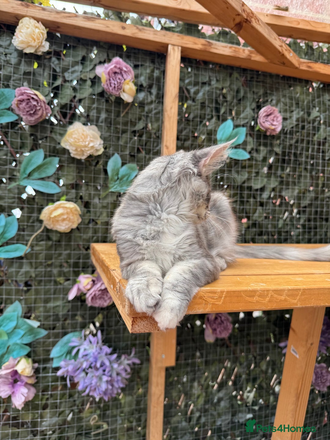Maine Coon cats for sale: Russian bloodline Maine Coon Kittens 20+Gen! 🏆 - Image 14