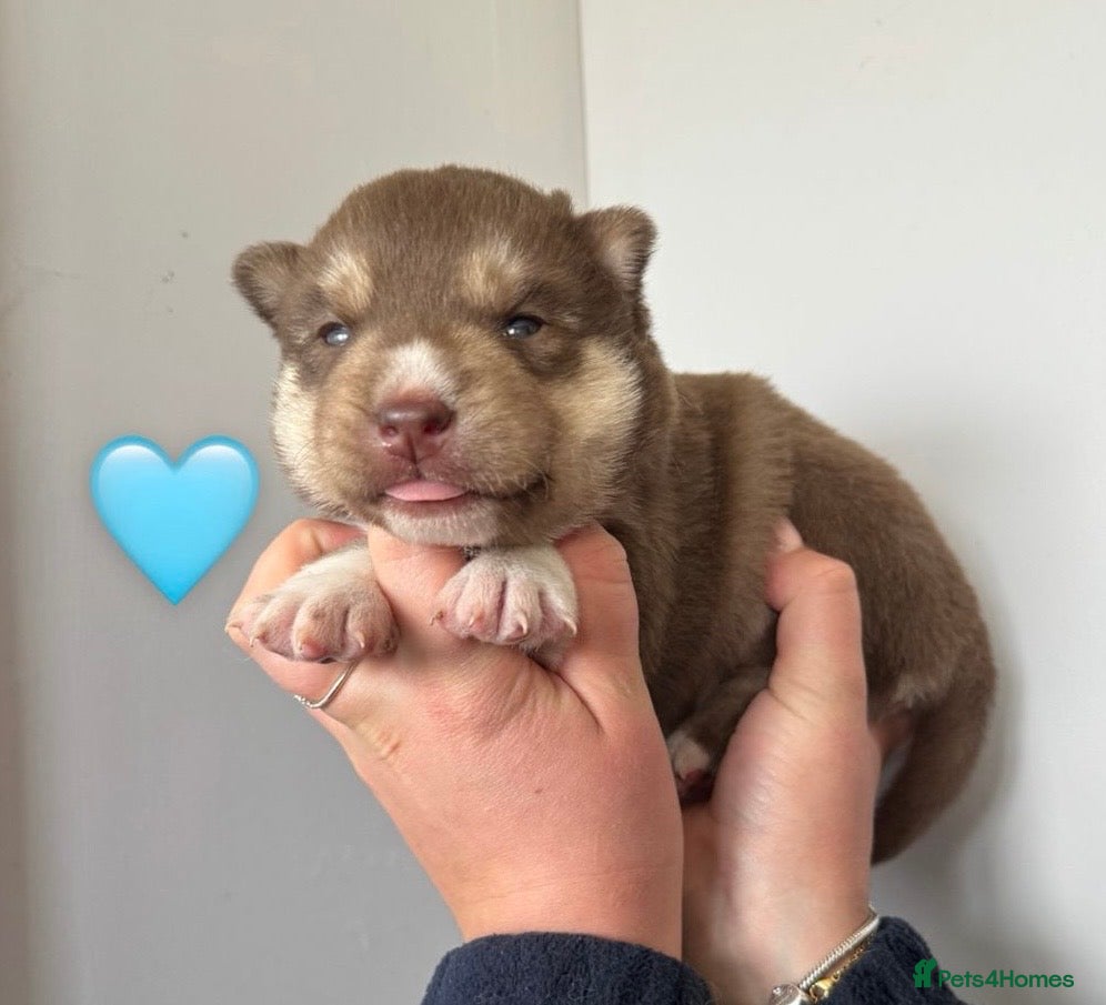 Siberian Husky dogs ✨Exceptional KC Reg Husky Puppies✨ - Advert 1