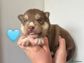 Siberian Husky dogs ✨Exceptional KC Reg Husky Puppies✨ - Advert 1