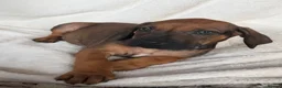 Rhodesian Ridgeback dogs for sale: KC Rhodesian Ridgebacks: Fully Health Tested! - Advert 4
