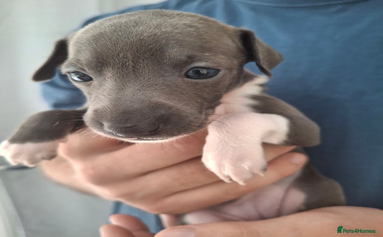 Italian Greyhound dogs - Advert 1