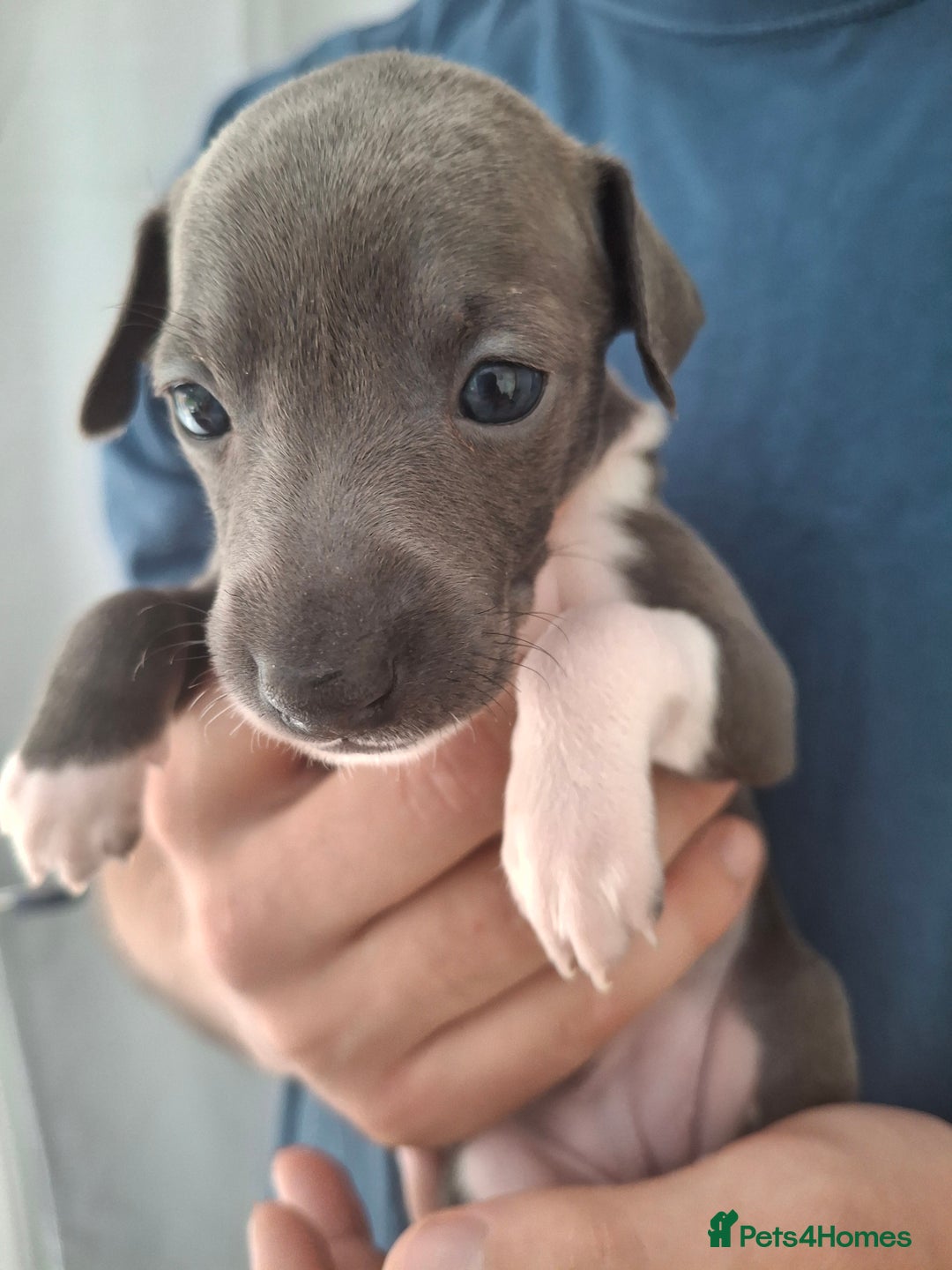 Italian Greyhound dogs for sale: Classic Italian greyhound babies  - Image 1