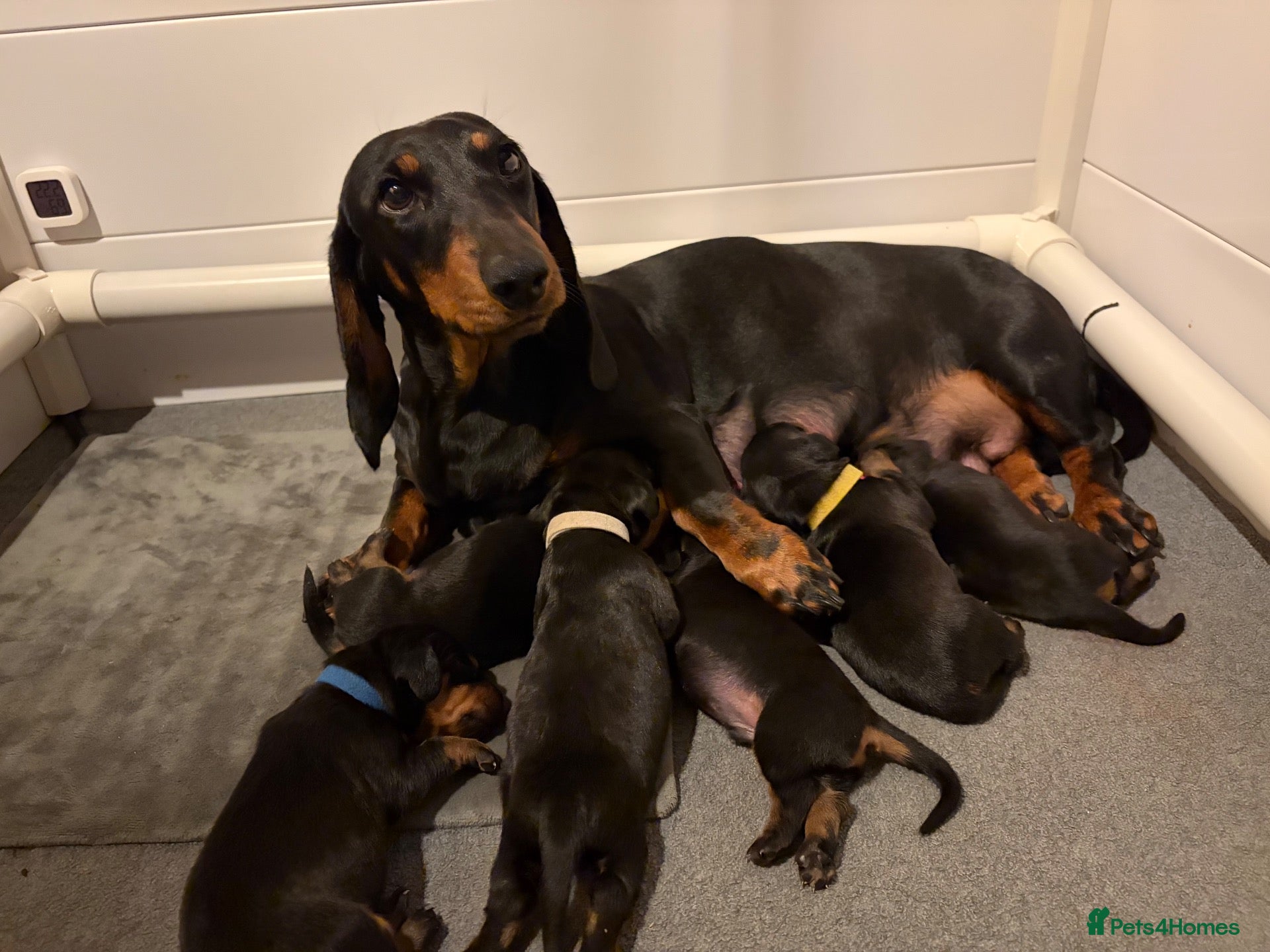Dachshund dogs Champion Sired Standard Smooth puppies  - Advert 1