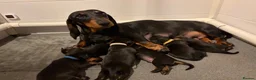 Dachshund dogs for sale: Champion Sired Standard Smooth puppies  - Advert 1