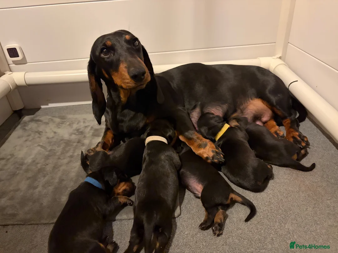 Dachshund dogs for sale: Champion Sired Standard Smooth puppies  - Advert 1