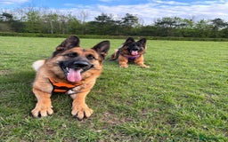 German Shepherd dogs for sale: Female Needing forever home  - Image 4