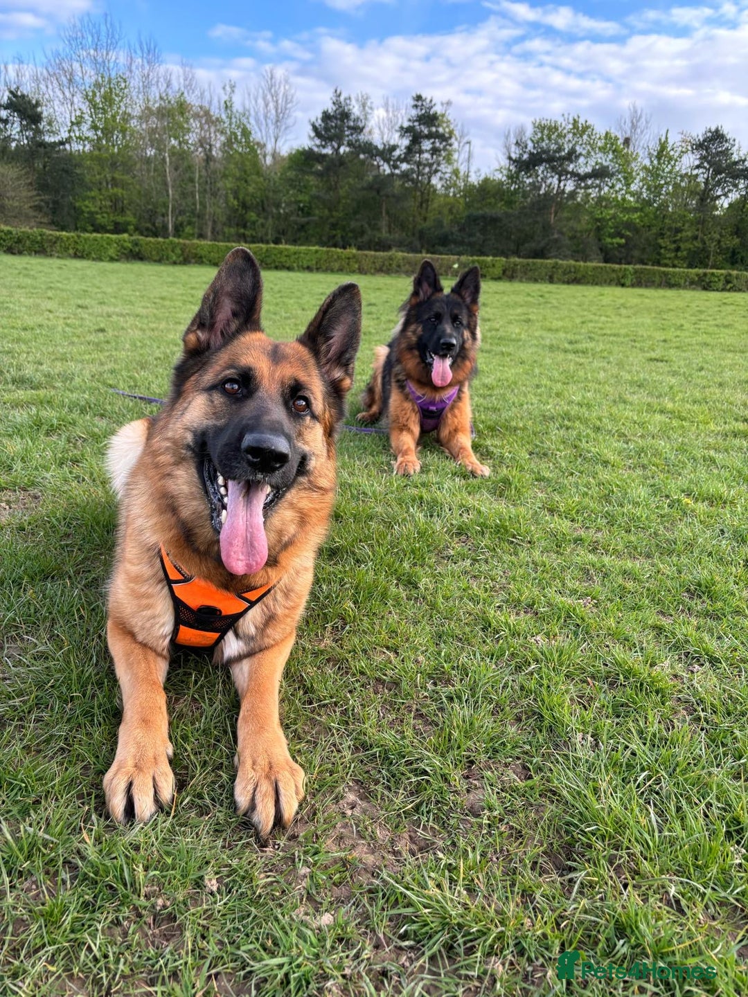 German Shepherd dogs for sale: Female Needing forever home  - Image 4