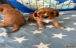 Cavalier King Charles Spaniel dogs for sale: Ruby cavalier king charles - Image 11