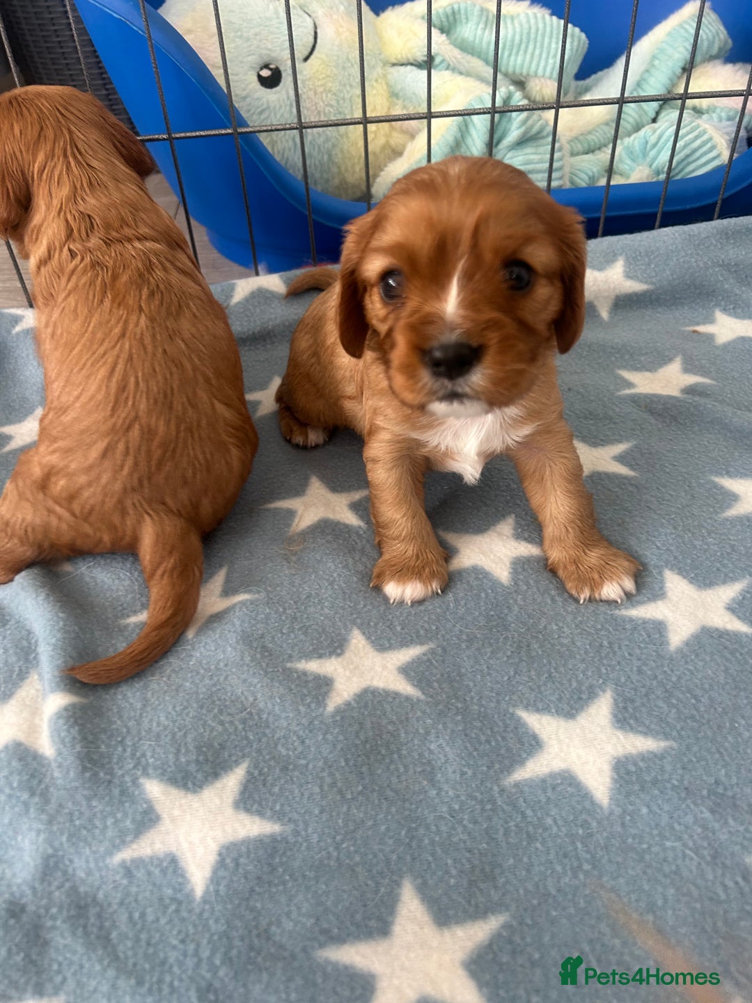 Cavalier King Charles Spaniel dogs for sale: Ruby cavalier king charles - Image 11