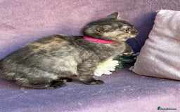 British Shorthair cats for sale: BSH adorable red tabby/ chocolate/ bicolour  - Image 9