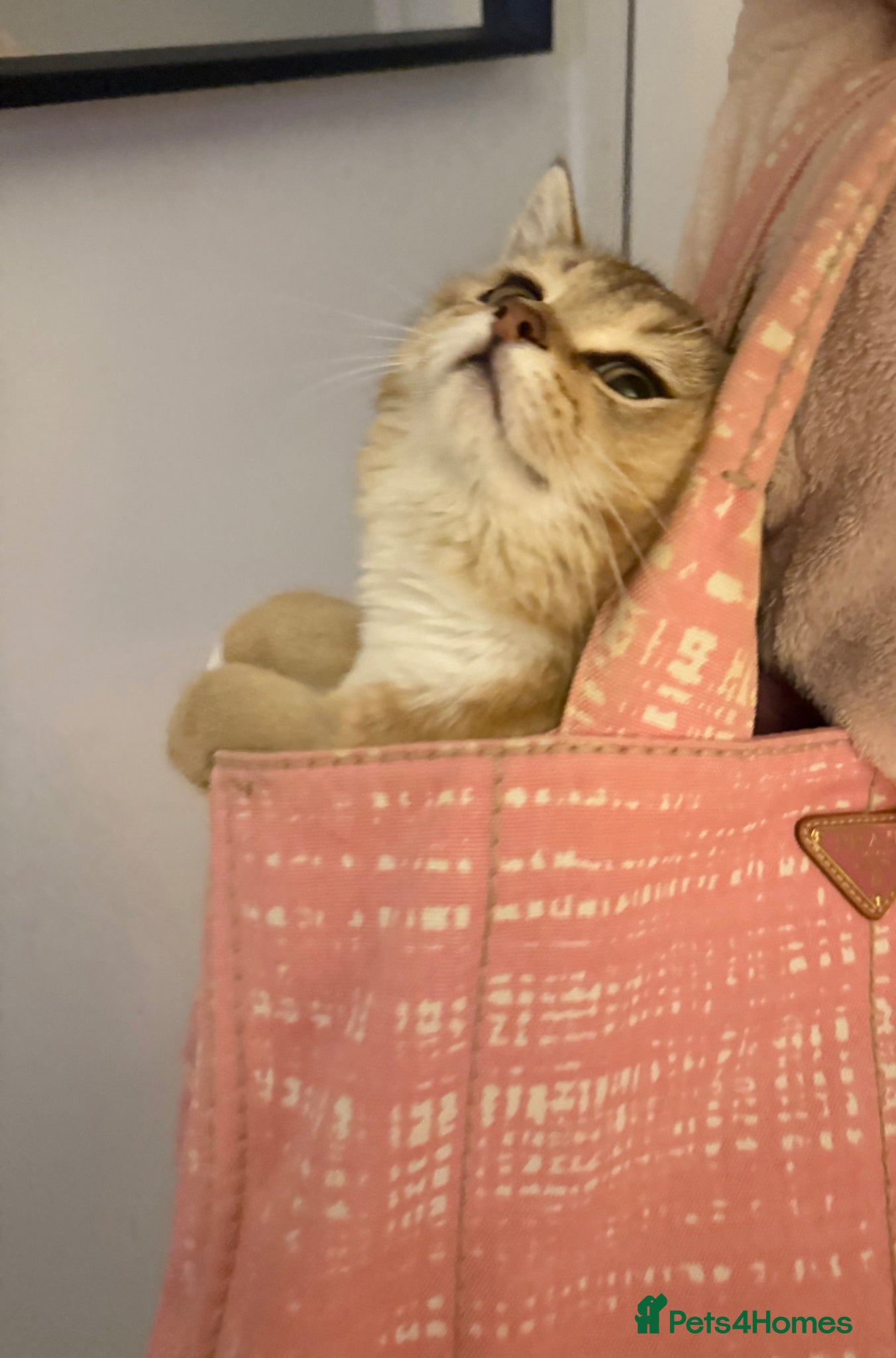 British Shorthair cats Beautiful British short hair for sale  - Advert 1