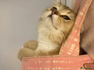 British Shorthair cats Beautiful British short hair for sale - Advert 1