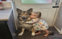 Saarloos Wolfdog dogs for stud: For stud - Image 3