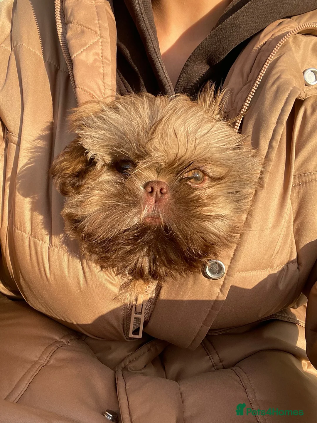 Shih Tzu dogs for stud: Stunning shihtzu stud in Wrexham - Advert 14