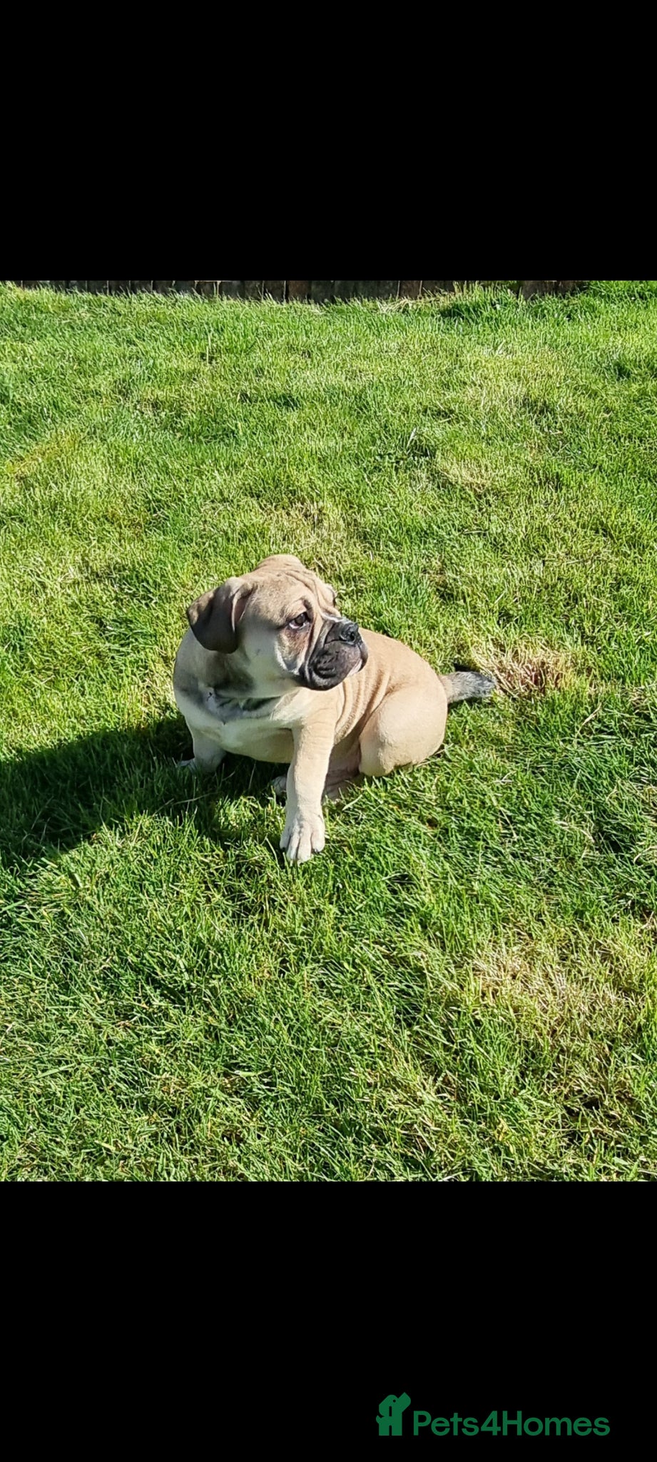 Olde English Bulldogge dogs Olde English bulldogge puppys - Advert 15