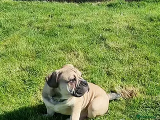Olde English Bulldogge dogs Olde English bulldogge puppys - Advert 15