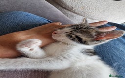 British Shorthair cats for sale: Six Gorgeous Kittens Available From Next Week - Image 30