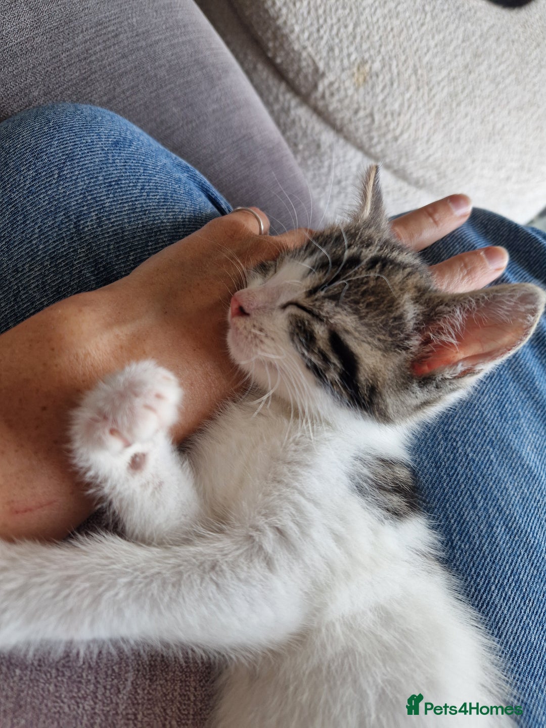 British Shorthair cats for sale: Six Gorgeous Kittens Available From Next Week - Image 30