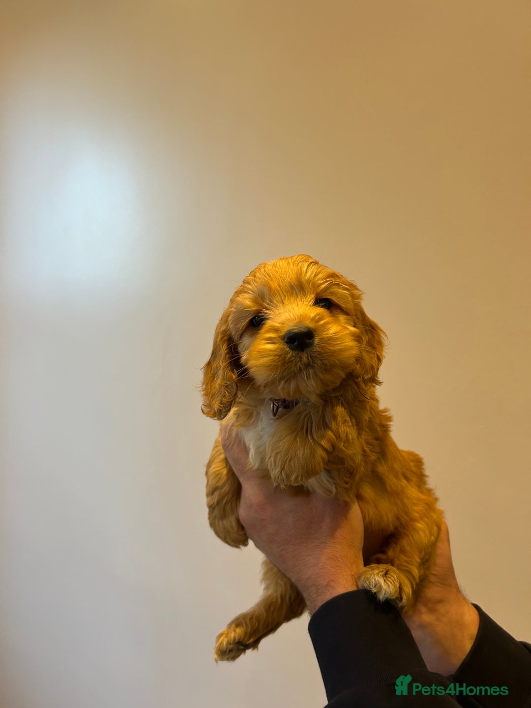 Cockapoo dogs for sale: Cockapoo puppies f1 gorgeous little babys - Advert 32