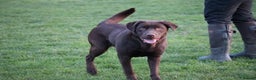 Labrador Retriever dogs for sale: Chocolate lab female  - Advert 2