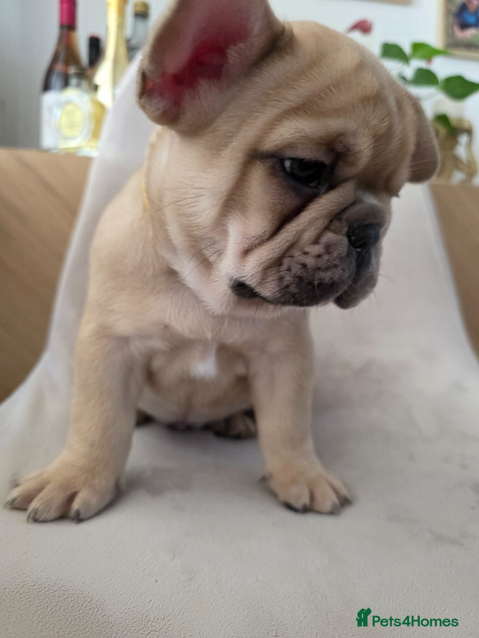French Bulldog dogs for sale: 🐶 Puppies Ready for Their Forever Homes  - Advert 15