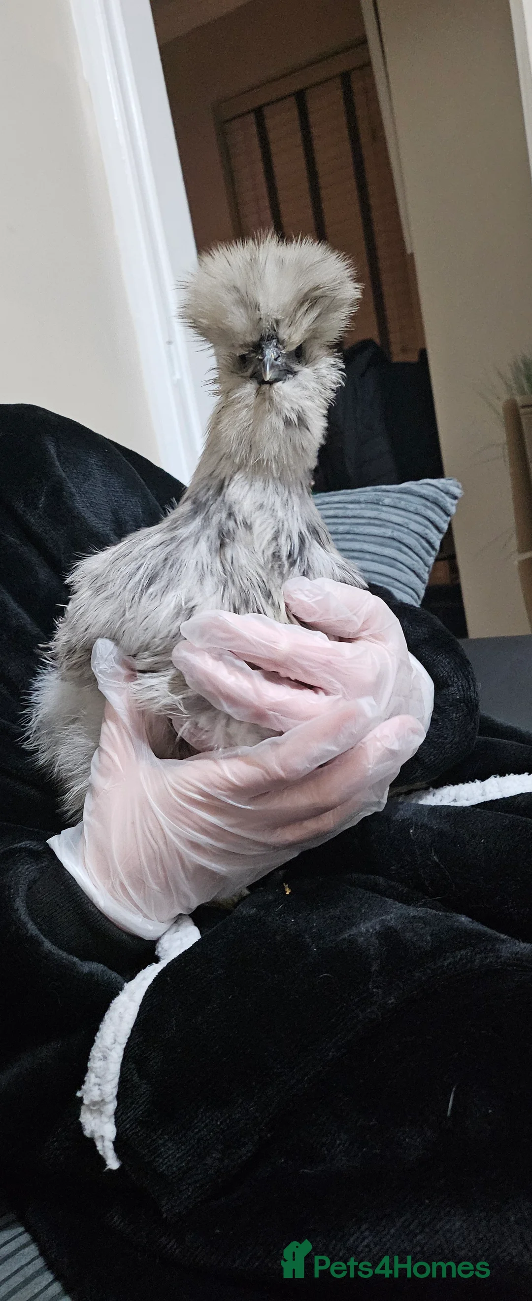 Chickens poultry for sale: 2 silkie hens - Advert 1