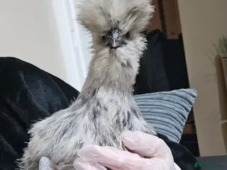 Chickens poultry 2 silkie hens - Advert 1