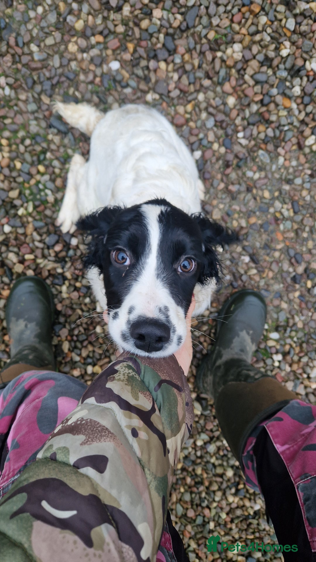 English Springer Spaniel dogs for sale: Springer Spaniel female 5 months KC Reg - Advert 4