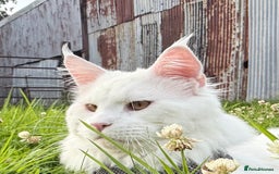 Maine Coon cats for sale: ANDERPRIDE HAVE KITTENS- INTEREST  OPEN  - Image 2