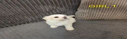 Bichon Frise dogs for sale: ❤️Adorable Bichon Frise Puppies-Tiny Clouds Of 🧡 - Advert 10