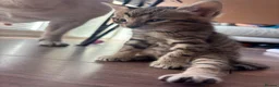 Mixed Breed cats for sale: Beautiful kittens - Advert 4