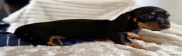 Miniature Dachshund dogs for sale: Miniature dachshund puppies  - Advert 20