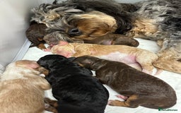 Cockapoo dogs for sale: Not Just Any Cockapoo Puppies – The Special Few - Image 37