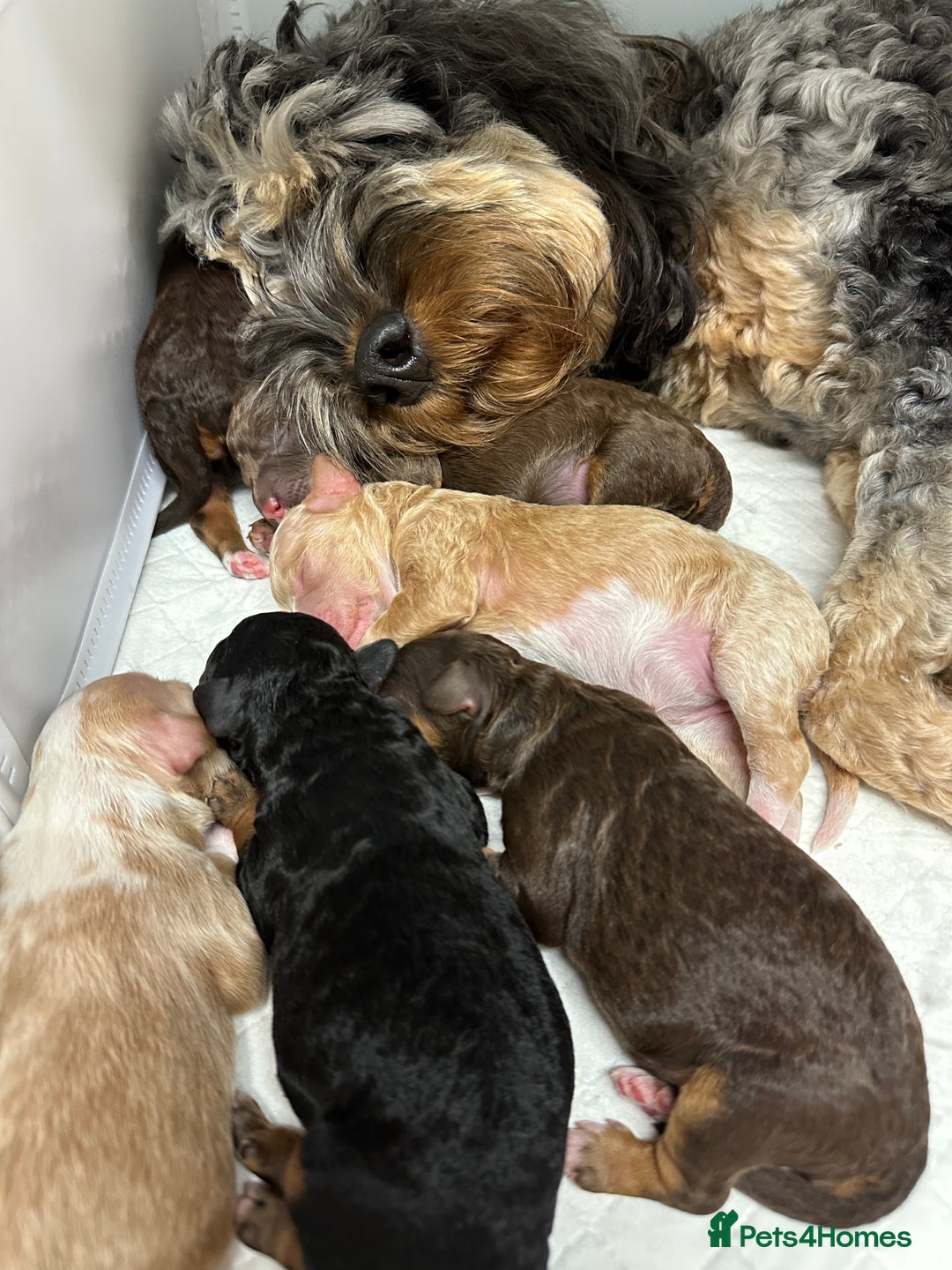 Cockapoo dogs for sale: Not Just Any Cockapoo Puppies – The Special Few - Image 37