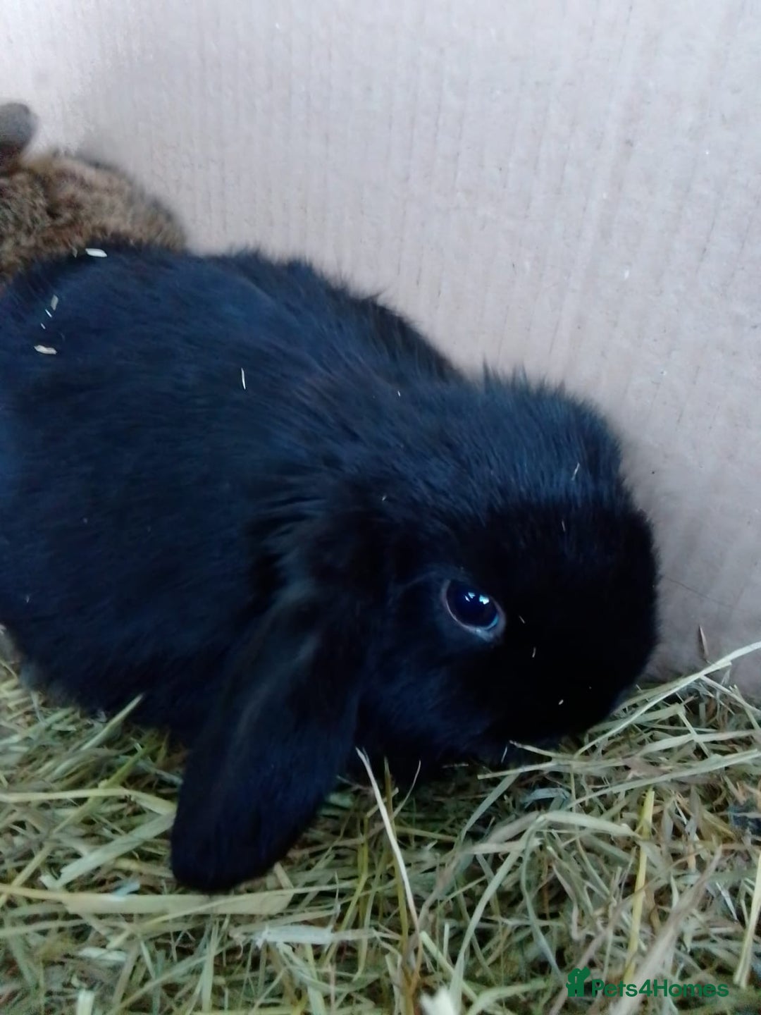 Mini Lop rabbits for sale: Beautiful Mini Lops ready on 14/12 - Advert 18