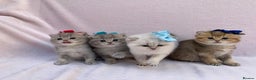 British Shorthair cats for sale: 💕 Pedigree GCCF blue golden British shorthair - Advert 2